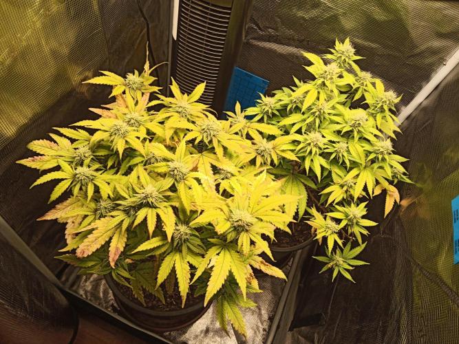 Annabelle's garden + Aristode seed co. Week 6 - Day 5