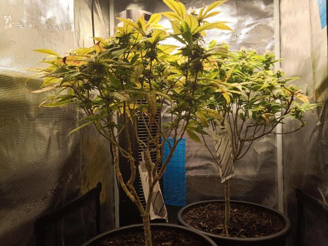 Annabelle's garden + Aristode seed co. Week 6 - Derecho day 5