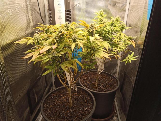 Annabelle's garden + Aristode seed co. Week 6 - Day 5