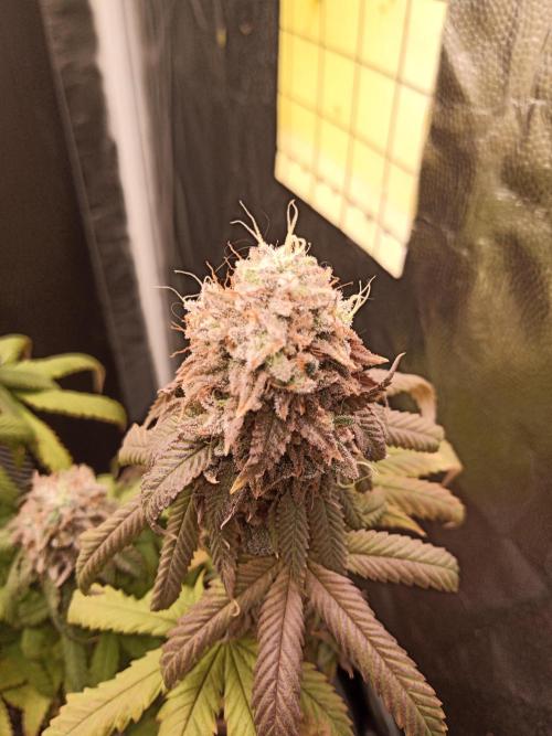 Shuga seed + Blimburn seed. Week 14 - Kyoto day 5