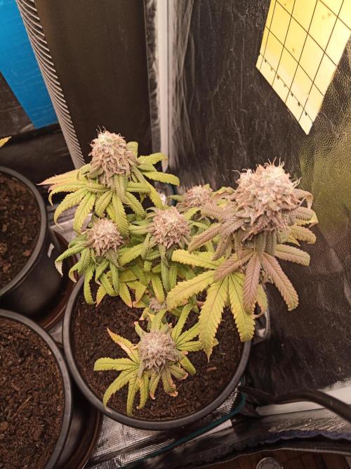 Shuga seed + Blimburn seed. Week 14 - Kyoto day 5