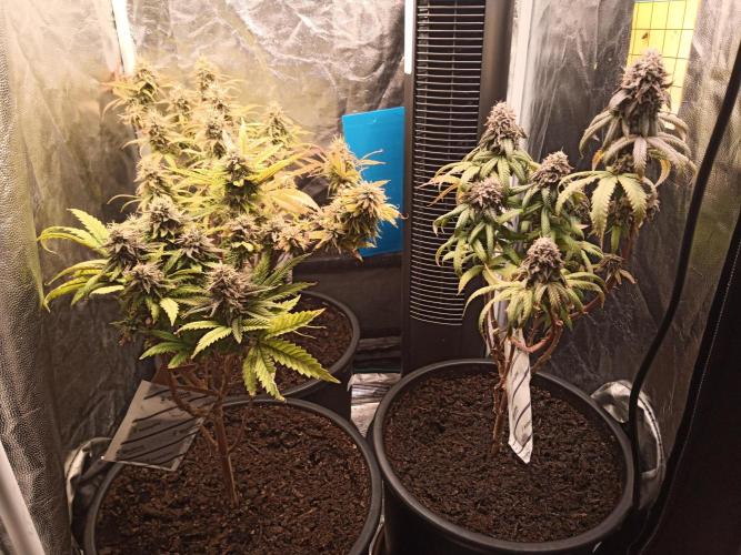 Shuga seed + Blimburn seed. Week 14 - Day 5