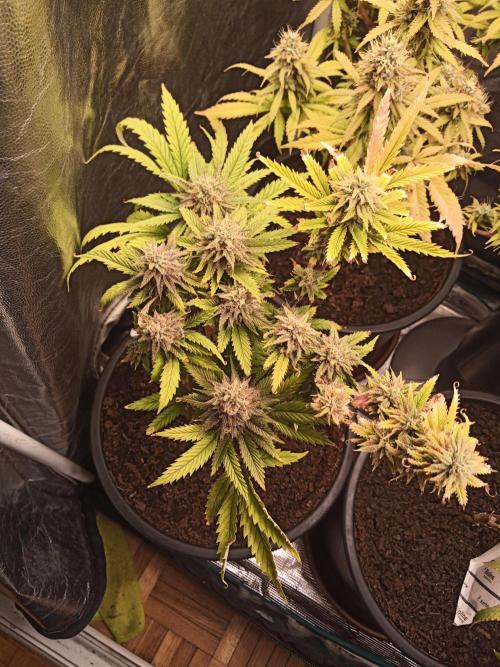 Shuga seed + Blimburn seed. Week 14 - Raver waifu day 5