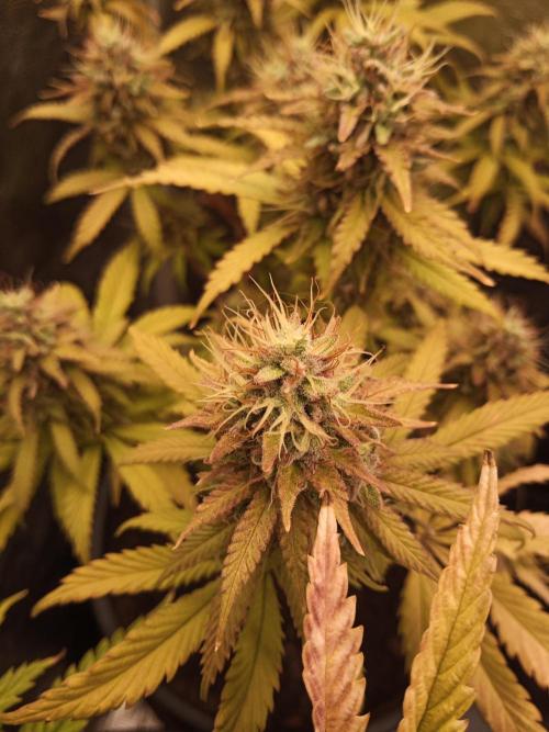 Shuga seed + Blimburn seed. Week 14 - Cap junky day 5