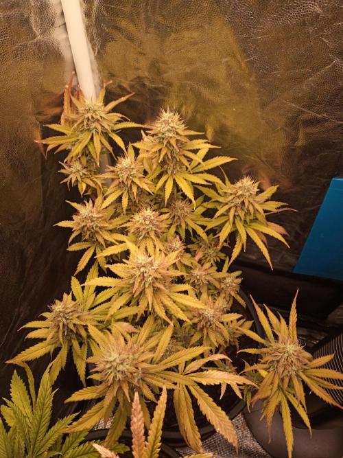 Shuga seed + Blimburn seed. Week 14 - Cap junky day 5