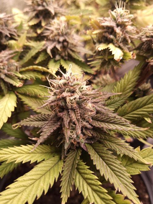 Shuga seed + Blimburn seed. Week 14 - Raver waifu day 5