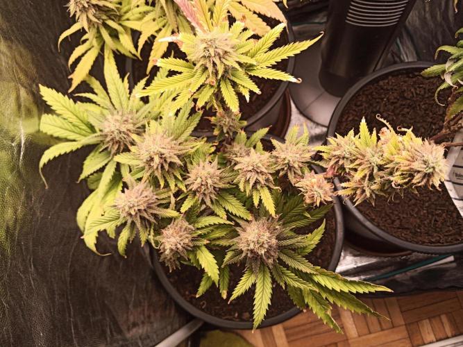 Shuga seed + Blimburn seed. Week 15 - Raver waifu day 6