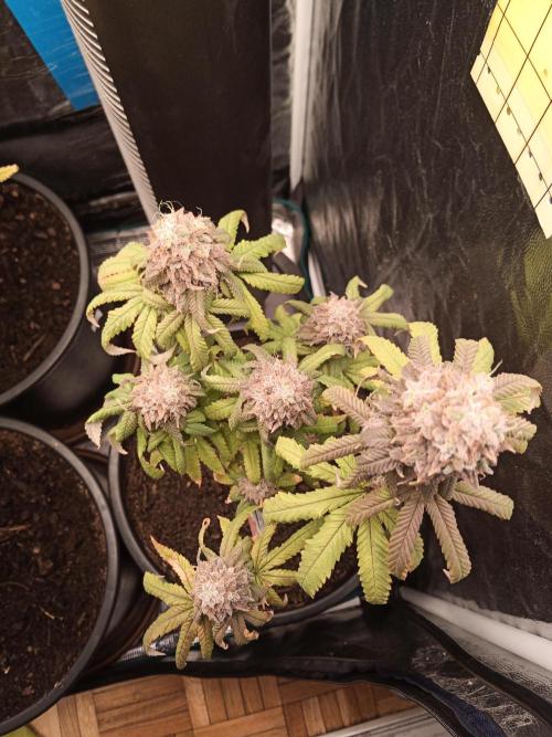 Shuga seed + Blimburn seed. Week 15 - Kyoto day 6