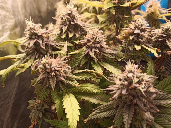 Shuga seed + Blimburn seed. Week 15 - Raver waifu day 6