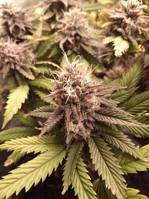 Shuga seed + Blimburn seed. Week 15 - Raver waifu day 6