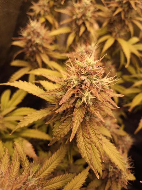 Shuga seed + Blimburn seed. Week 15 - Cap junky day 6