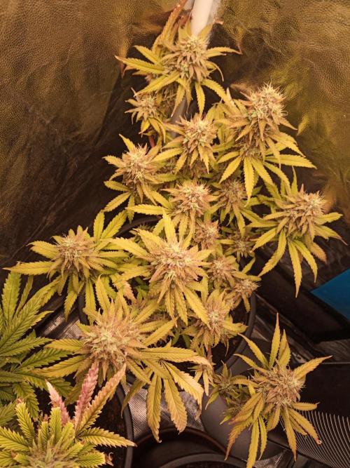 Shuga seed + Blimburn seed. Week 15 - Cap junky day 6