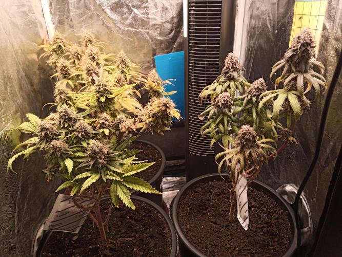 Shuga seed + Blimburn seed. Week 15 - Day 6