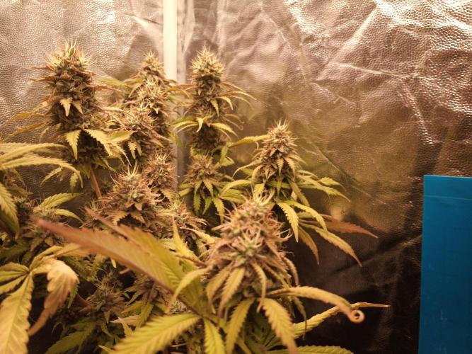 Shuga seed + Blimburn seed. Week 15 - Cap junky day 6