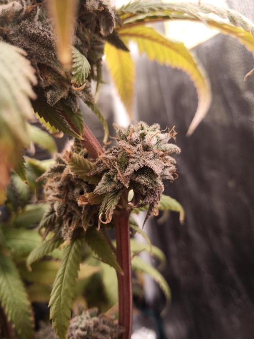 Shuga seed + Blimburn seed. Week 15 - Kyoto day 6