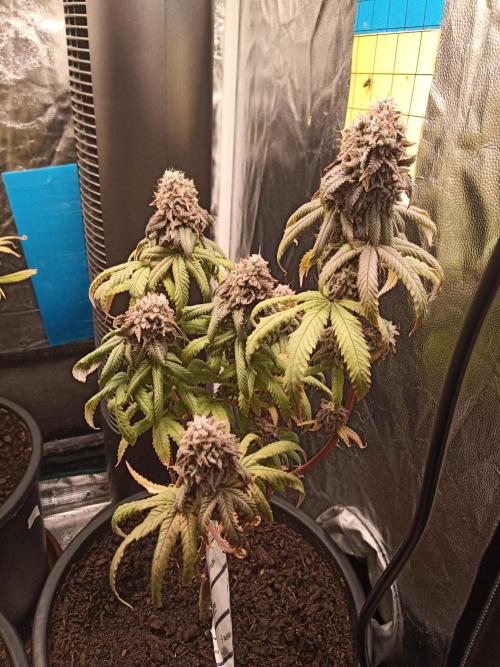 Shuga seed + Blimburn seed. Week 15 - Kyoto day 6