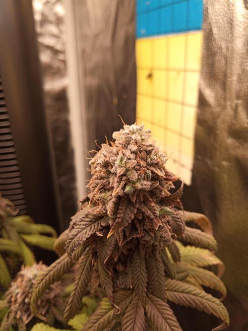 Shuga seed + Blimburn seed. Week 15 - Kyoto day 6