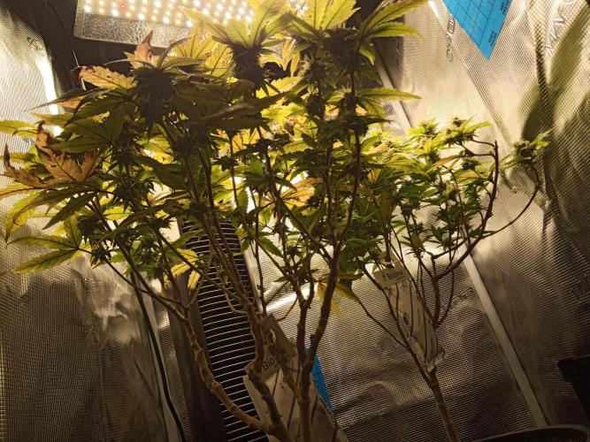 Annabelle's garden + Aristode seed co. Week 7 - Day 6