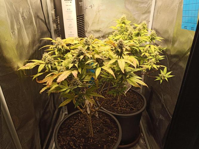 Annabelle's garden + Aristode seed co. Week 7 - Day 6