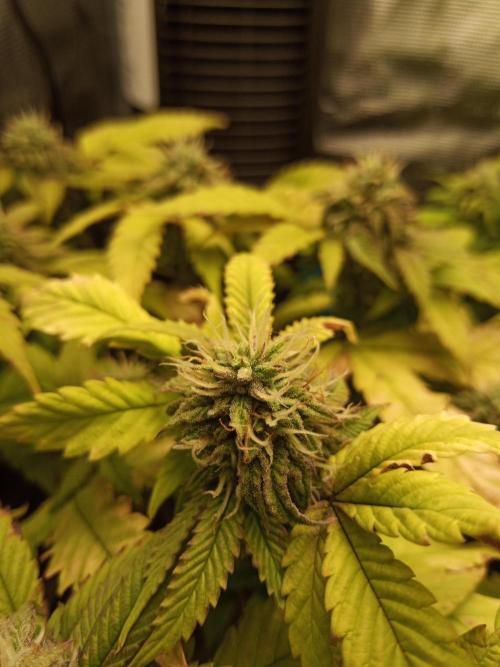 Annabelle's garden + Aristode seed co. Week 7 - Derecho bx1 day 6