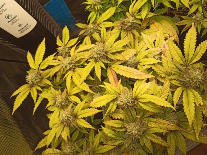 Annabelle's garden + Aristode seed co. Week 7 - Derecho bx1 day 6