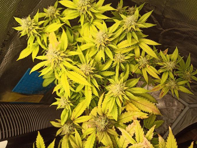 Annabelle's garden + Aristode seed co. Week 7 - Frosty slapz day 6