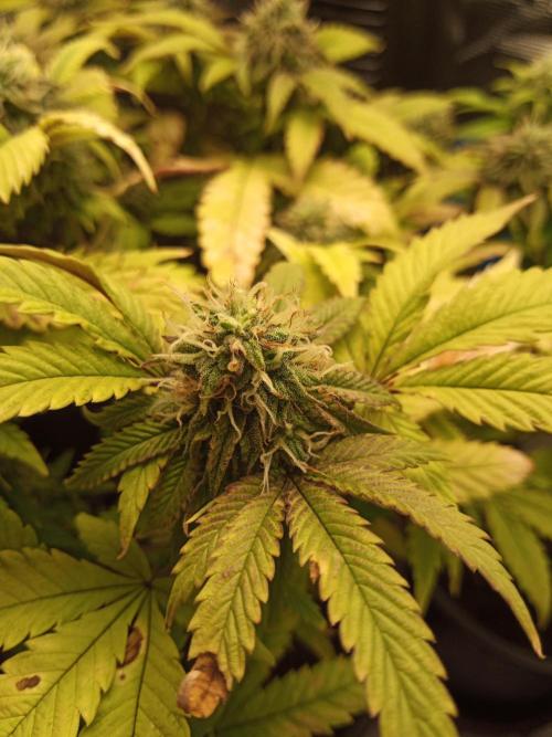 Annabelle's garden + Aristode seed co. Week 7 - Derecho bx1 day 6