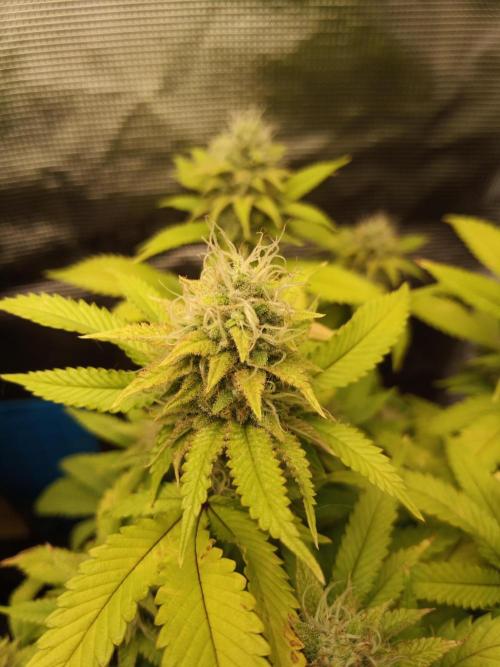 Annabelle's garden + Aristode seed co. Week 7 - Frosty slapz day 6