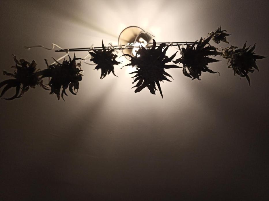 Shuga seed + Blimburn seed. Week 16