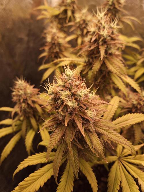 Shuga seed + Blimburn seed. Week 16 - Cap junky day 5