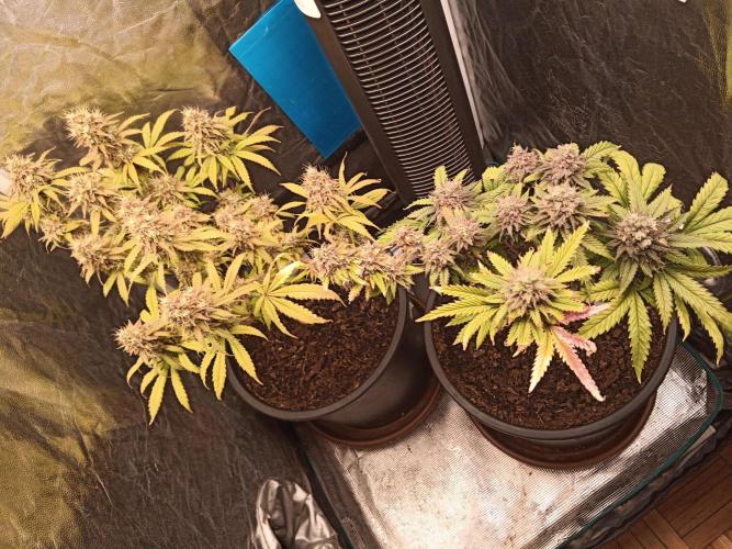 Shuga seed + Blimburn seed. Week 16 - Day 5