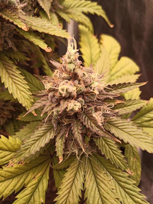 Shuga seed + Blimburn seed. Week 16 - Raver waifu day 5