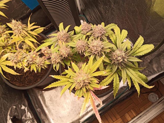 Shuga seed + Blimburn seed. Week 16 - Raver waifu day 5