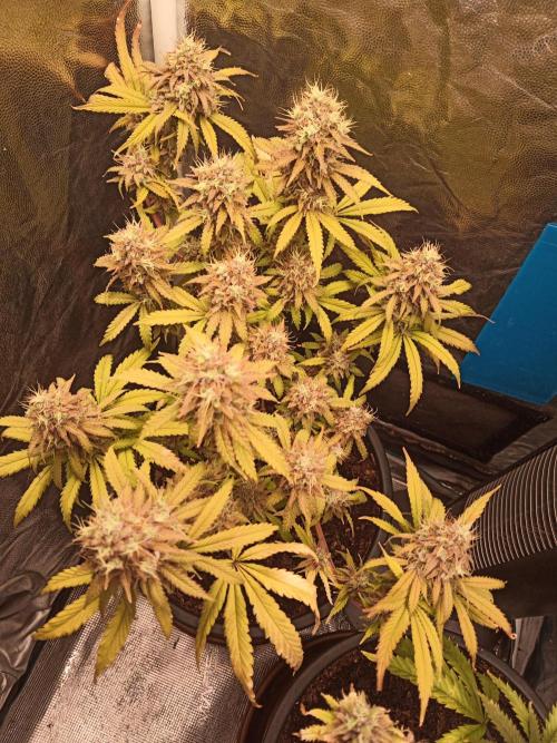 Shuga seed + Blimburn seed. Week 16 - Cap junky day 5