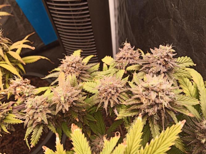 Shuga seed + Blimburn seed. Week 16 - Raver waifu day 5