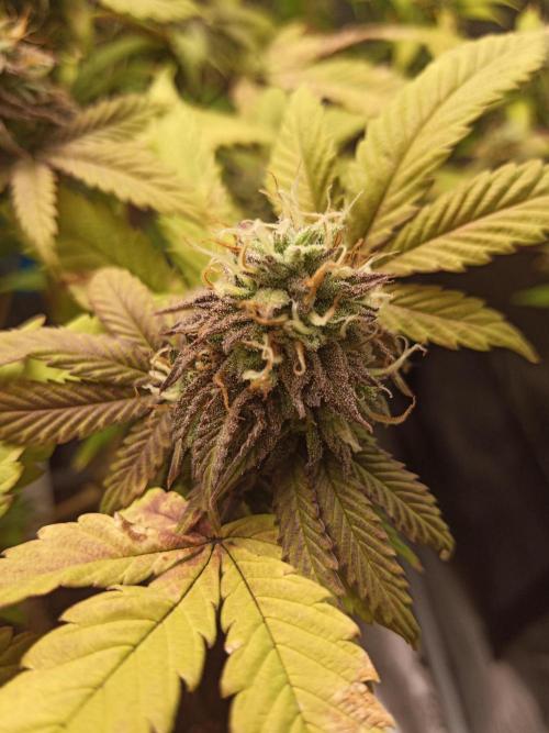 Annabelle's garden + Aristode seed co. Week 8 - Derecho day 5