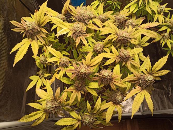 Annabelle's garden + Aristode seed co. Week 8 - Derecho day 5