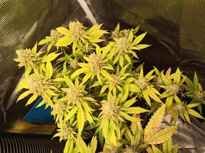 Annabelle's garden + Aristode seed co. Week 8 - Frosty slapz day 6