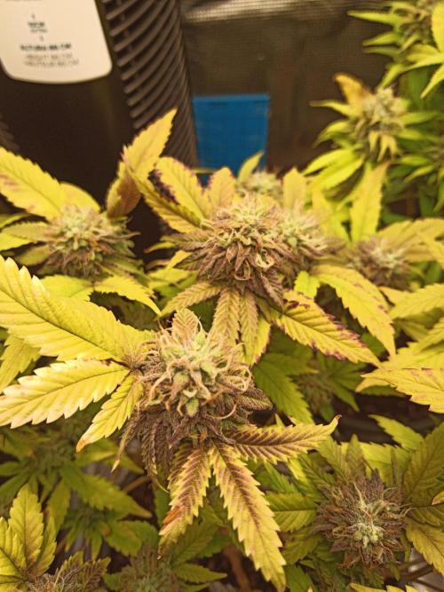 Annabelle's garden + Aristode seed co. Week 8 - Derecho day 5