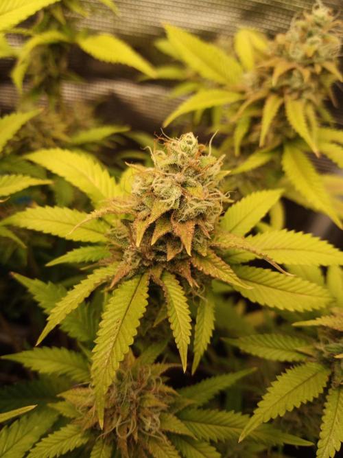 Annabelle's garden + Aristode seed co. Week 8 - Frosty slapz day 6