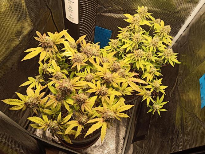 Annabelle's garden + Aristode seed co. Week 8 - Day 5