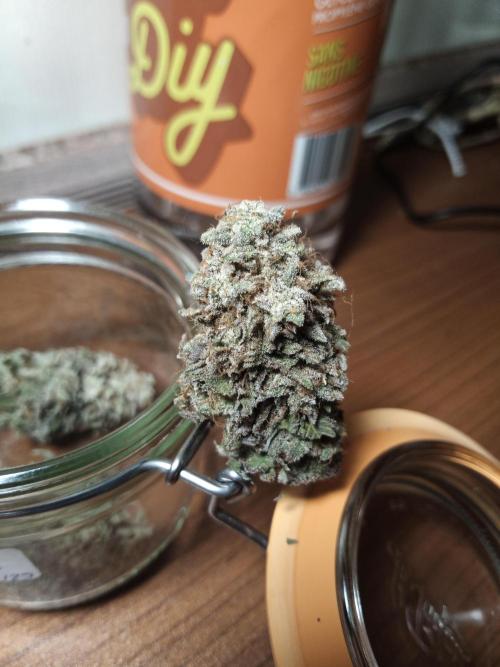 Shuga seed + Blimburn seed. Week 16