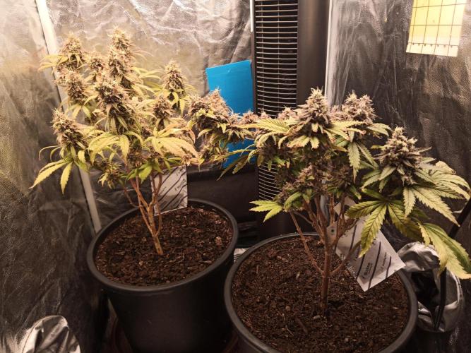 Shuga seed + Blimburn seed. Week 17 - Day 6