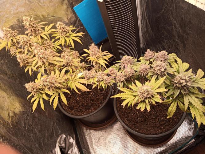 Shuga seed + Blimburn seed. Week 17 - Day 6