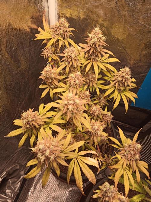 Shuga seed + Blimburn seed. Week 17 - Cap junky day 6