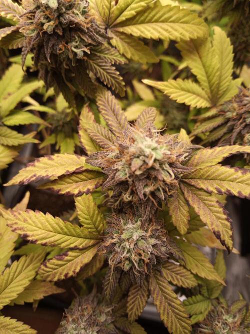 Annabelle's garden + Aristode seed co. Week 9 - Derecho bx1 day 6