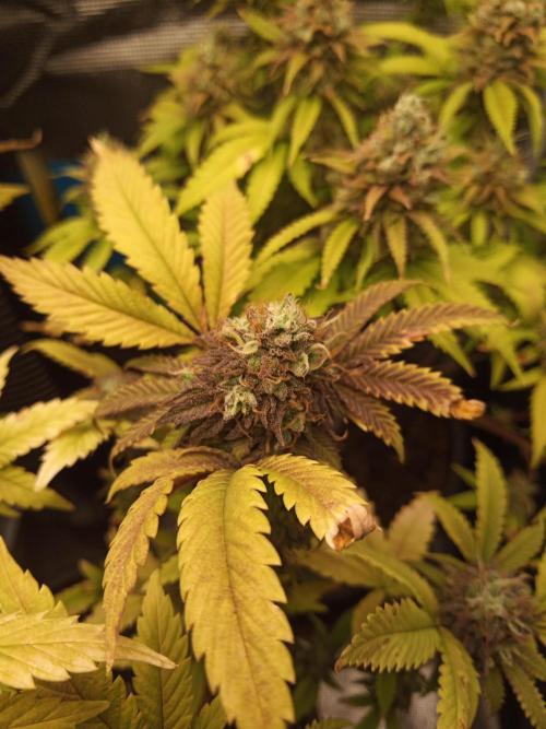 Annabelle's garden + Aristode seed co. Week 9 - Derecho bx1 day 6