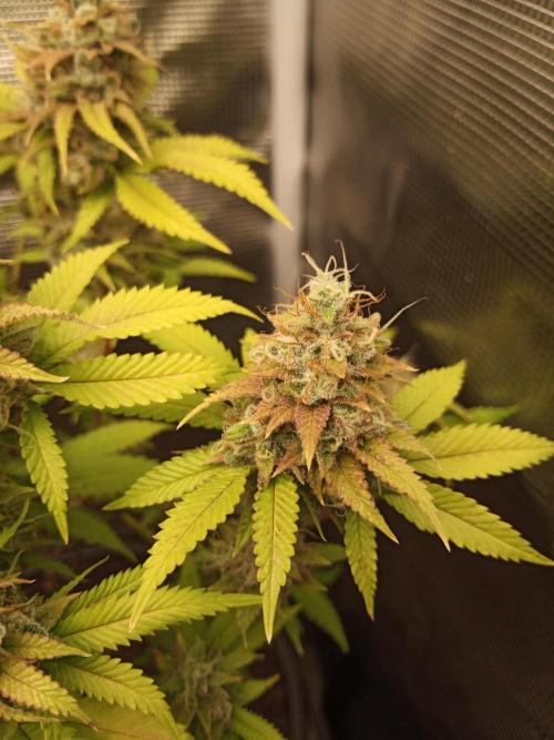 Annabelle's garden + Aristode seed co. Week 9 - Frosty slapz day 6