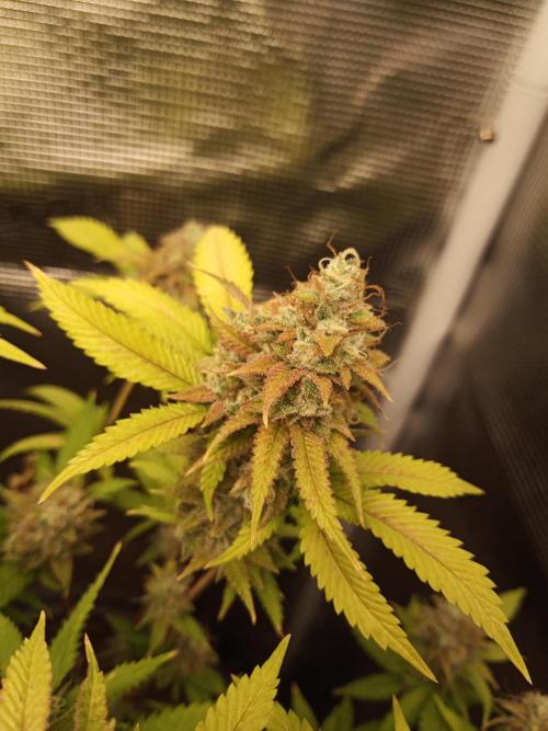 Annabelle's garden + Aristode seed co. Week 9 - Frosty slapz day 6