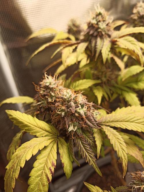 Annabelle's garden + Aristode seed co. Week 9 - Derecho bx1 day 6